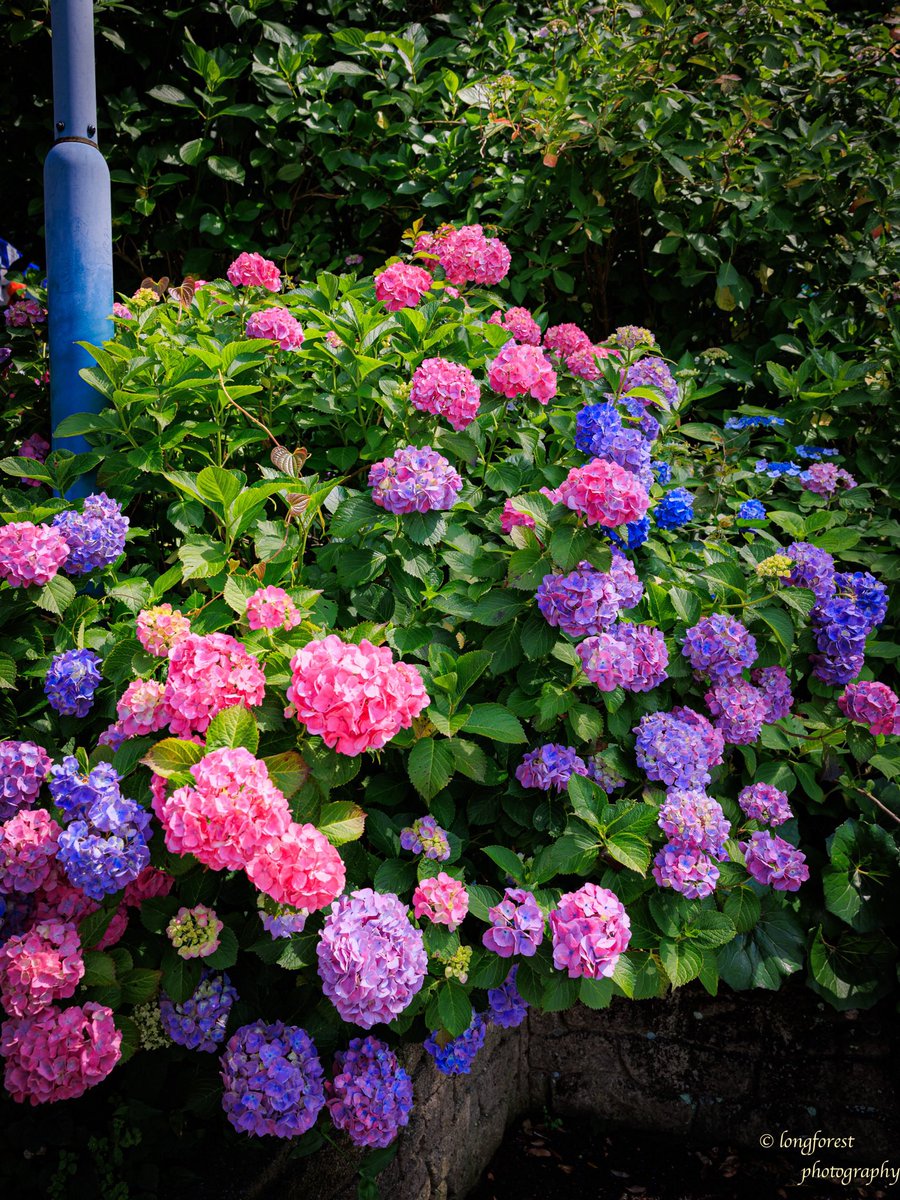 daisu1973's tweet photo. 紫陽花

#キリトリセカイ 
#ファインダー越しの私の世界 
#写真が好きな人と繋がりたい
#カメラが好きな人と繋がりたい
#紫陽花 
#あじさい 
#写真の奏でる私の世界 
#キリトリノセカイ 
#空のある風景 
#写真撮ってる人と繋がりたい https://t.co/AP4fkHqtL0