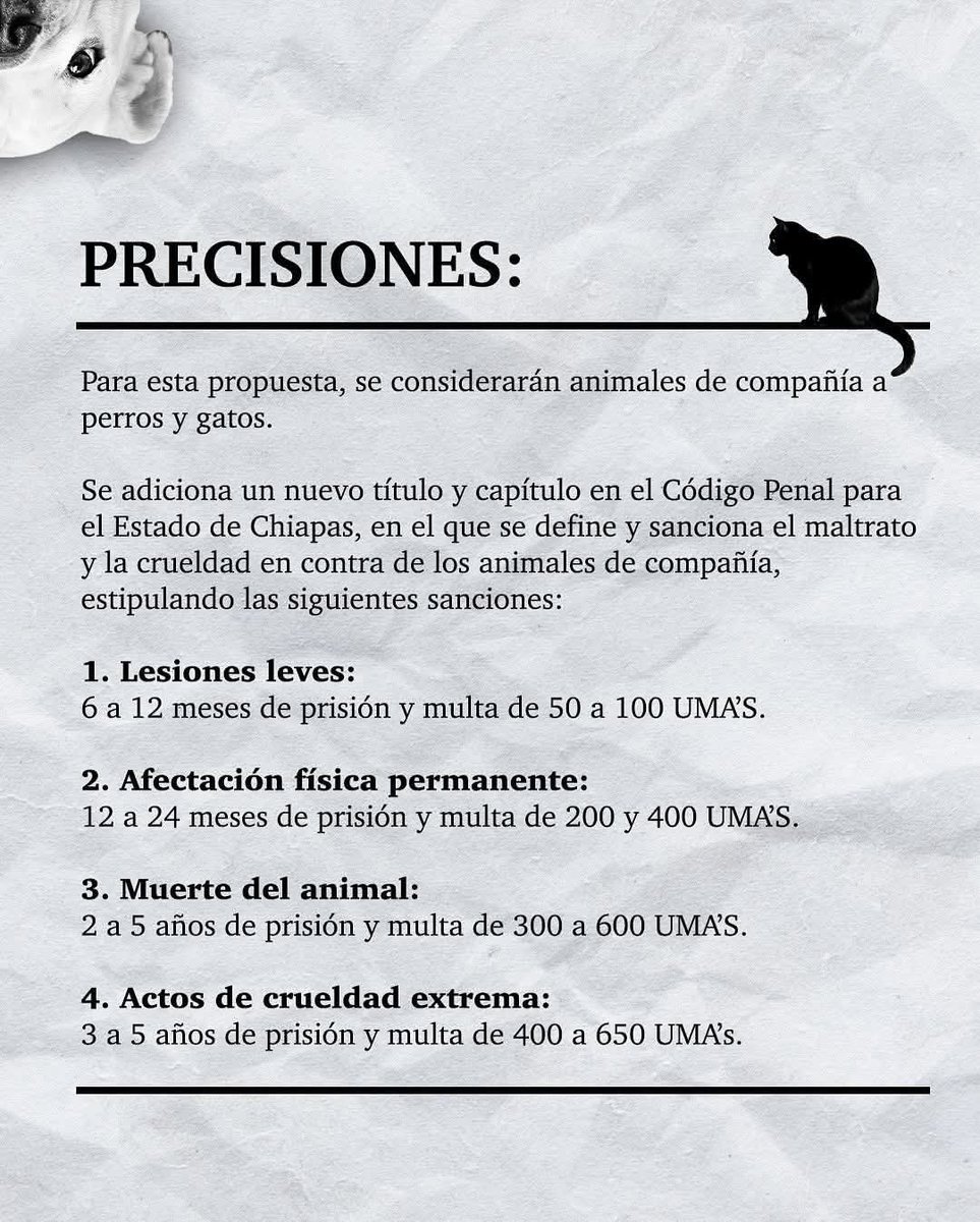 Abogado Animalista (@licanimalista) on Twitter photo Una buena noticia aunque sea muy poco el avance, hoy por fin los diputados de <a href="/congresoChis/">Honorable Congreso del Estado de Chiapas</a> se dignaron a tipificar algunos actos de maltrato animal contra perros y gatos como delito. Es un avance mínimo ya que no protegen a todos los animales pero por algo se empieza. Una buena noticia aunque sea muy poco el avance, hoy por fin los diputados de <a href="/congresoChis/">Honorable Congreso del Estado de Chiapas</a> se dignaron a tipificar algunos actos de maltrato animal contra perros y gatos como delito. Es un avance mínimo ya que no protegen a todos los animales pero por algo se empieza.