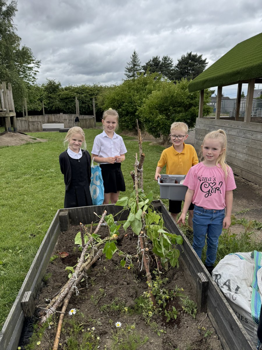 Primary4 tweet media
