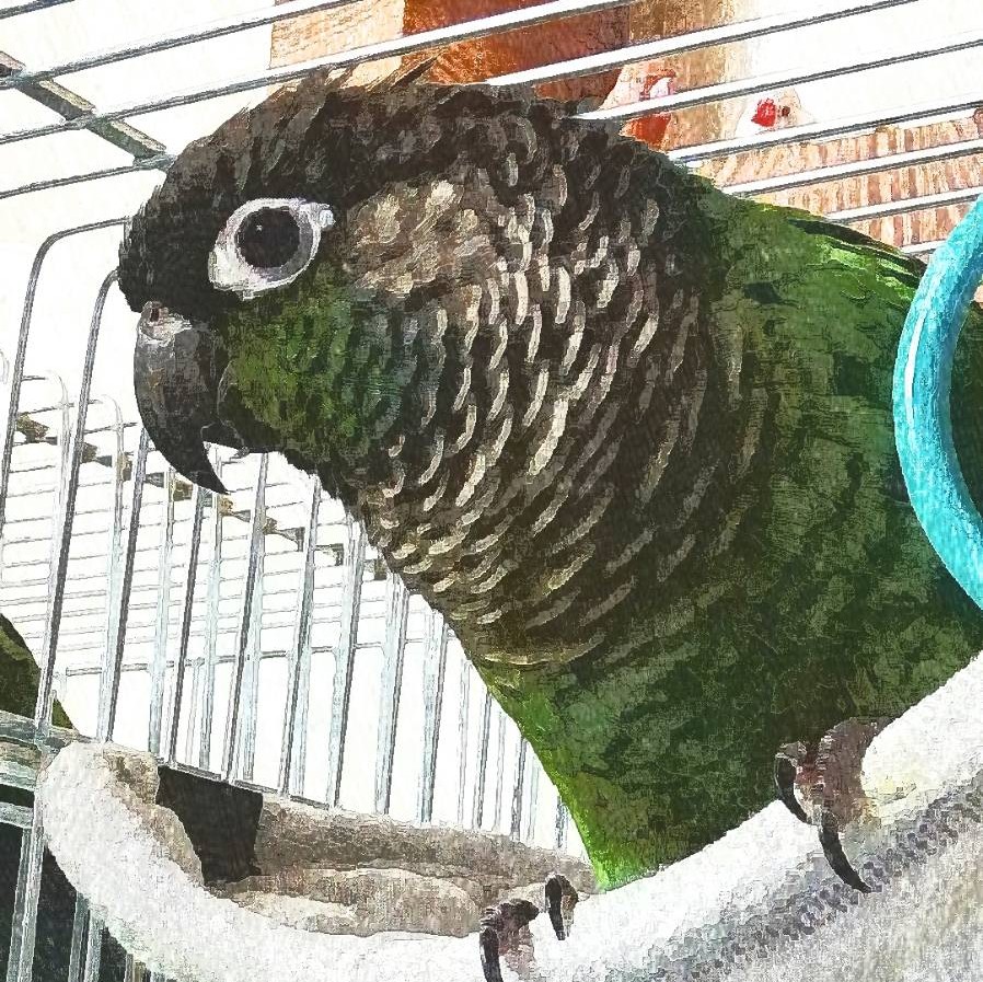 卵の中でのやり取り。
母：どんな見た目になりたいの？
妹：こだわりなぁ〜い。赤、銀、黄とか別に要らなぁ〜い
そして生まれた。
なんだか濃い真緑ウロコインコの誕生。
これはこれでカッコいいハイブリッドインコ