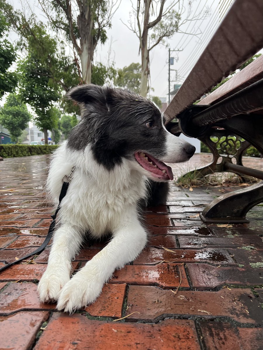 おはようございます🌧️

雨んぽあるあるですが今朝レイニーはナメクジをお持ち帰りになられました..

本日もよろしくお願いします😌