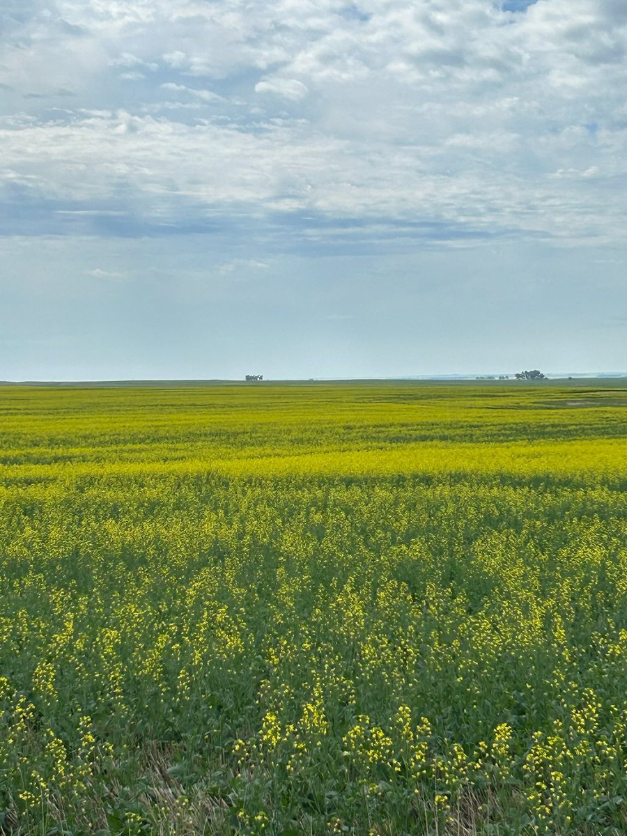 Birdsall Grain & Seed, LLC (@birdsallseed) on Twitter photo ๐๐ฒ๐ฅ๐๐ซโ๐ฌ ๐
๐ข๐๐ฅ๐ ๐๐จ๐ญ๐๐ฌโ ๐๐ก๐๐ญ'๐ฌ โ๐๐ซ๐จ๐ฐ๐ข๐ง๐ โ ๐๐ง ๐๐ก๐ข๐ฌ ๐๐๐๐ค?
Crops are starting to flower across the farm, and that means two questions come up a lot:
๐ ๐๐ฉ๐ฆ๐ฏ ๐ด๐ฉ๐ฐ๐ถ๐ญ๐ฅ ๐ ๐ด๐ฑ๐ณ๐ข๐บ ๐ง๐ถ๐ฏ๐จ๐ช๐ค๐ช๐ฅ๐ฆ๏ผ
๐ ๐๐ฏ๐ฅ ๐ช๐ด ๐ช๐ต ๐ณ๐ฆ๐ข๐ญ๐ญ๐บ ๐๐ฒ๐ฅ๐๐ซโ๐ฌ ๐
๐ข๐๐ฅ๐ ๐๐จ๐ญ๐๐ฌโ ๐๐ก๐๐ญ'๐ฌ โ๐๐ซ๐จ๐ฐ๐ข๐ง๐ โ ๐๐ง ๐๐ก๐ข๐ฌ ๐๐๐๐ค?
Crops are starting to flower across the farm, and that means two questions come up a lot:
๐ ๐๐ฉ๐ฆ๐ฏ ๐ด๐ฉ๐ฐ๐ถ๐ญ๐ฅ ๐ ๐ด๐ฑ๐ณ๐ข๐บ ๐ง๐ถ๐ฏ๐จ๐ช๐ค๐ช๐ฅ๐ฆ๏ผ
๐ ๐๐ฏ๐ฅ ๐ช๐ด ๐ช๐ต ๐ณ๐ฆ๐ข๐ญ๐ญ๐บ