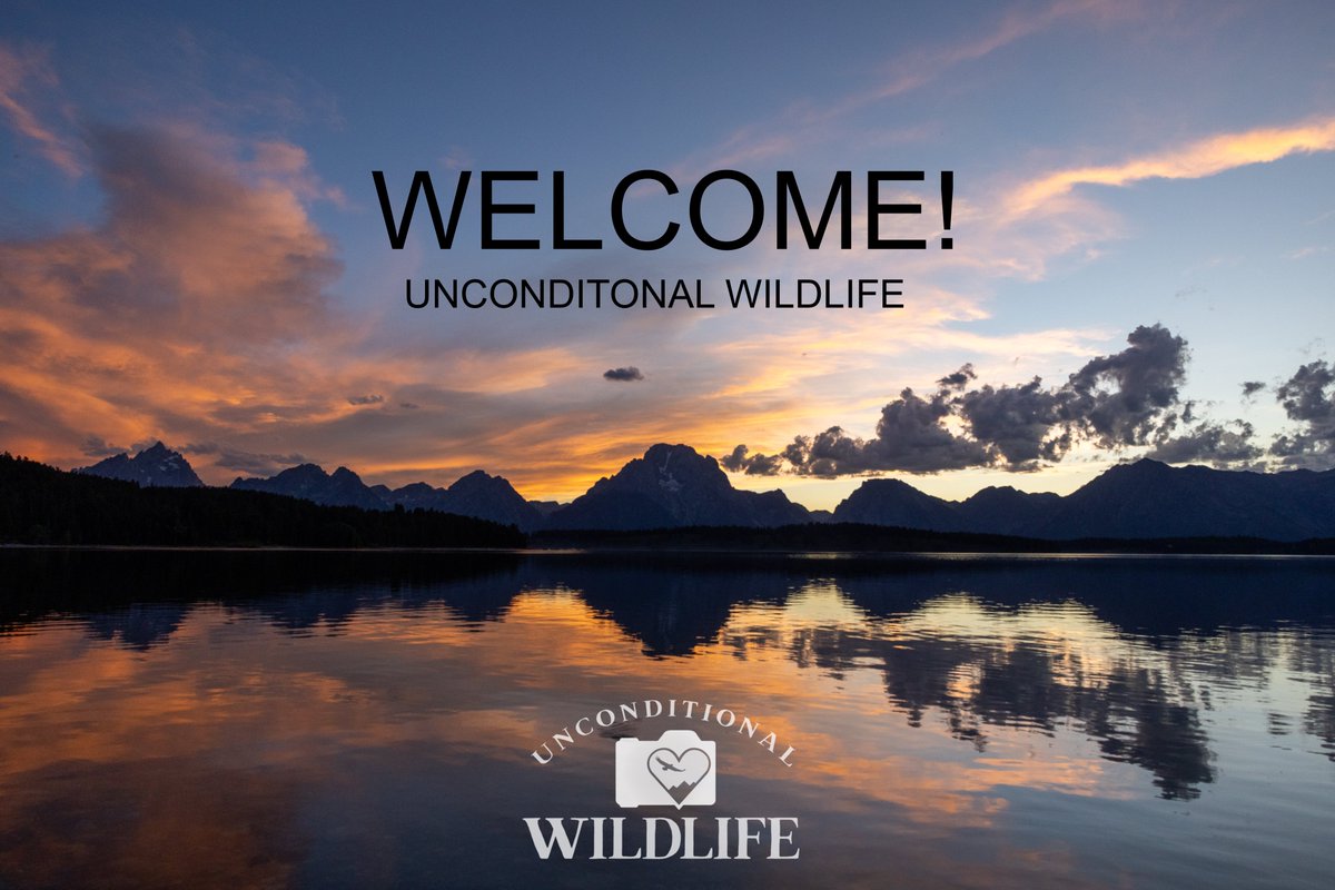 Unconditional Wildlife tweet media