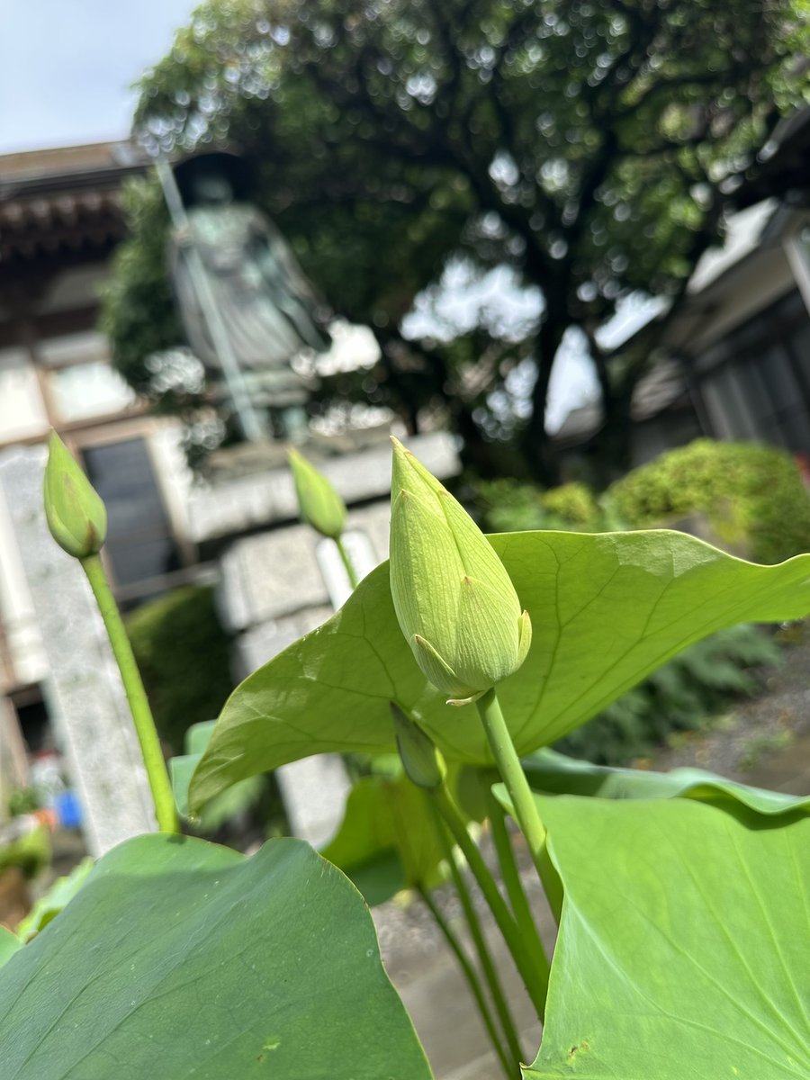 那須の長楽寺 (@nasu_chourakuji) on Twitter photo 