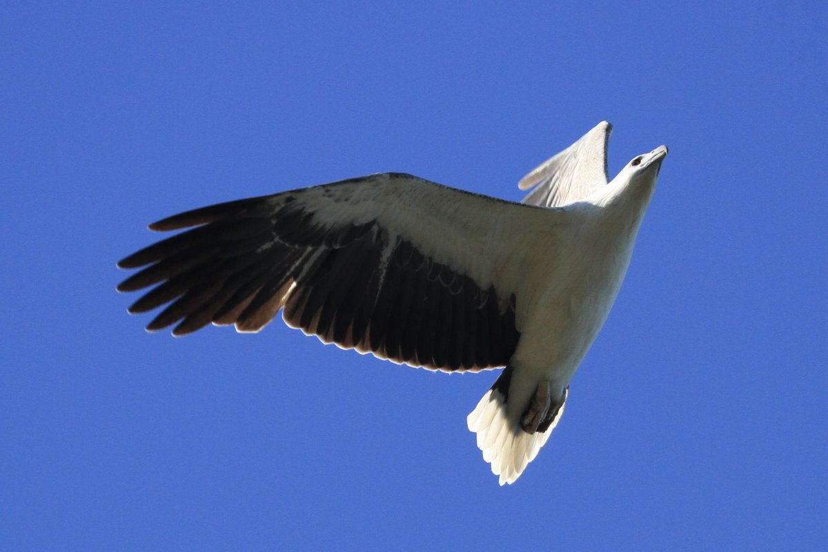 Good morning. White bellied sea eagle doing some interpretive dance, a few days ago.