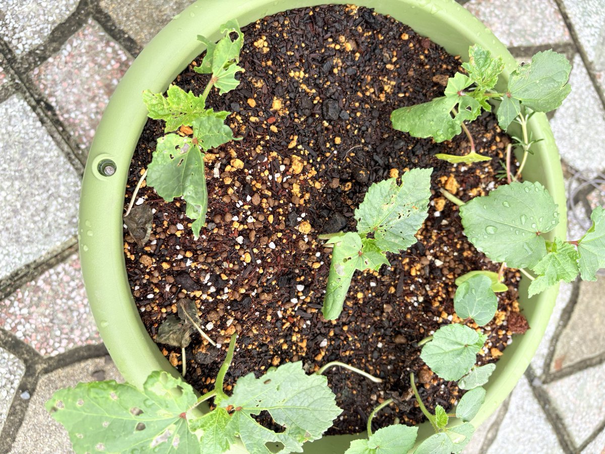 SunnyNavi's tweet photo. 葉っぱが巻いてる。
Leafroller caterpillars are on my okra! 🐛
So you were the one curling the leaves!
#オクラ栽培 #ハマキムシ #家庭菜園
#Okra #Leafroller #GardenPests #HomeGarden #UrbanFarming https://t.co/HOcx2Rh7jA