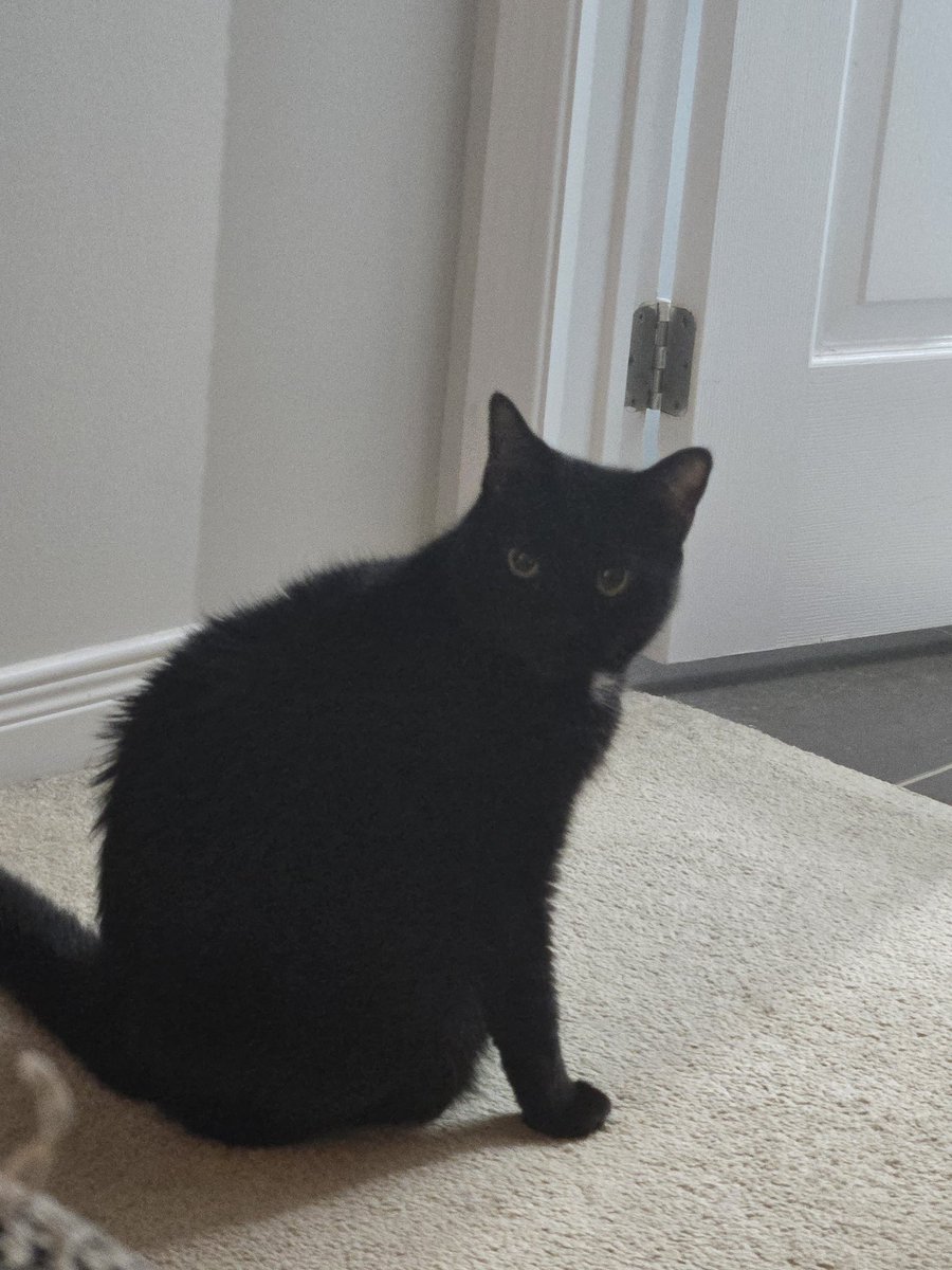 JohnnoOW's tweet image. Hit champ 5 again, its just that easy.

Look at my cat though