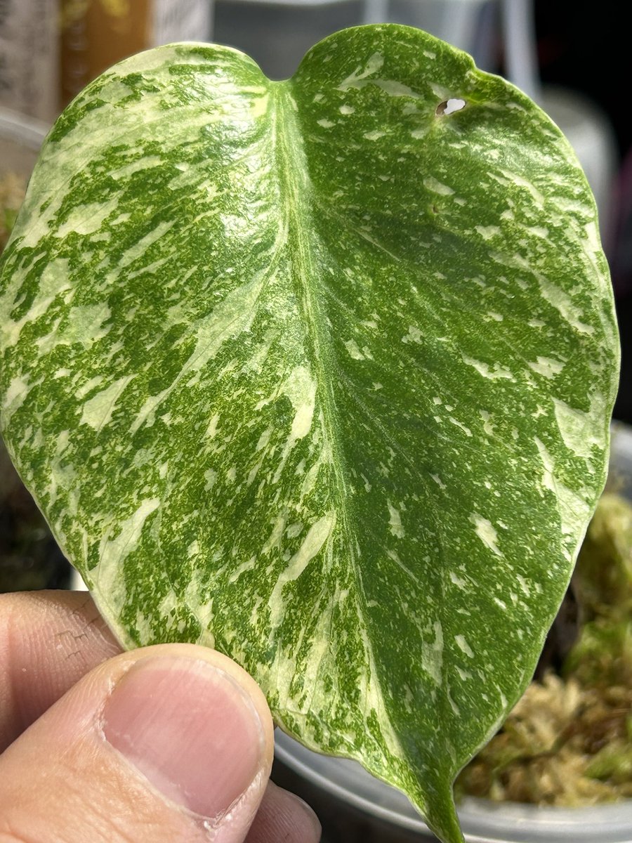 1.2枚目ビフォーアフターのスケルトン。水苔から用土へ植え替え一週間ほど。
養分吸い出したかな？急成長^ ^
3.4枚目のダブルミントは早くも2枚目。中々良さげかも。
