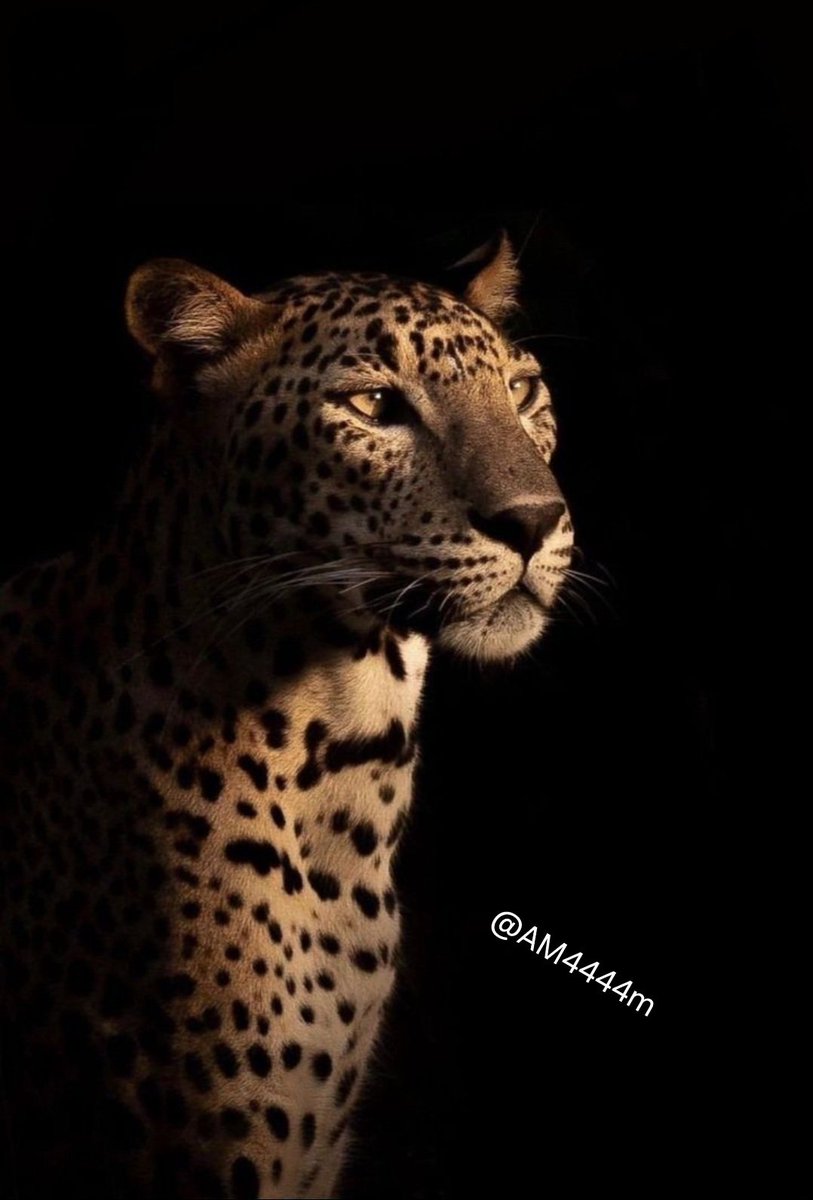 AM4444m's tweet photo. بسم الله الرحمن الرحيم 
نويت لكل اللي يحط لايك على الصورة يجيه مبلغ كبييير وهدايا https://t.co/6V6wKyZvxs