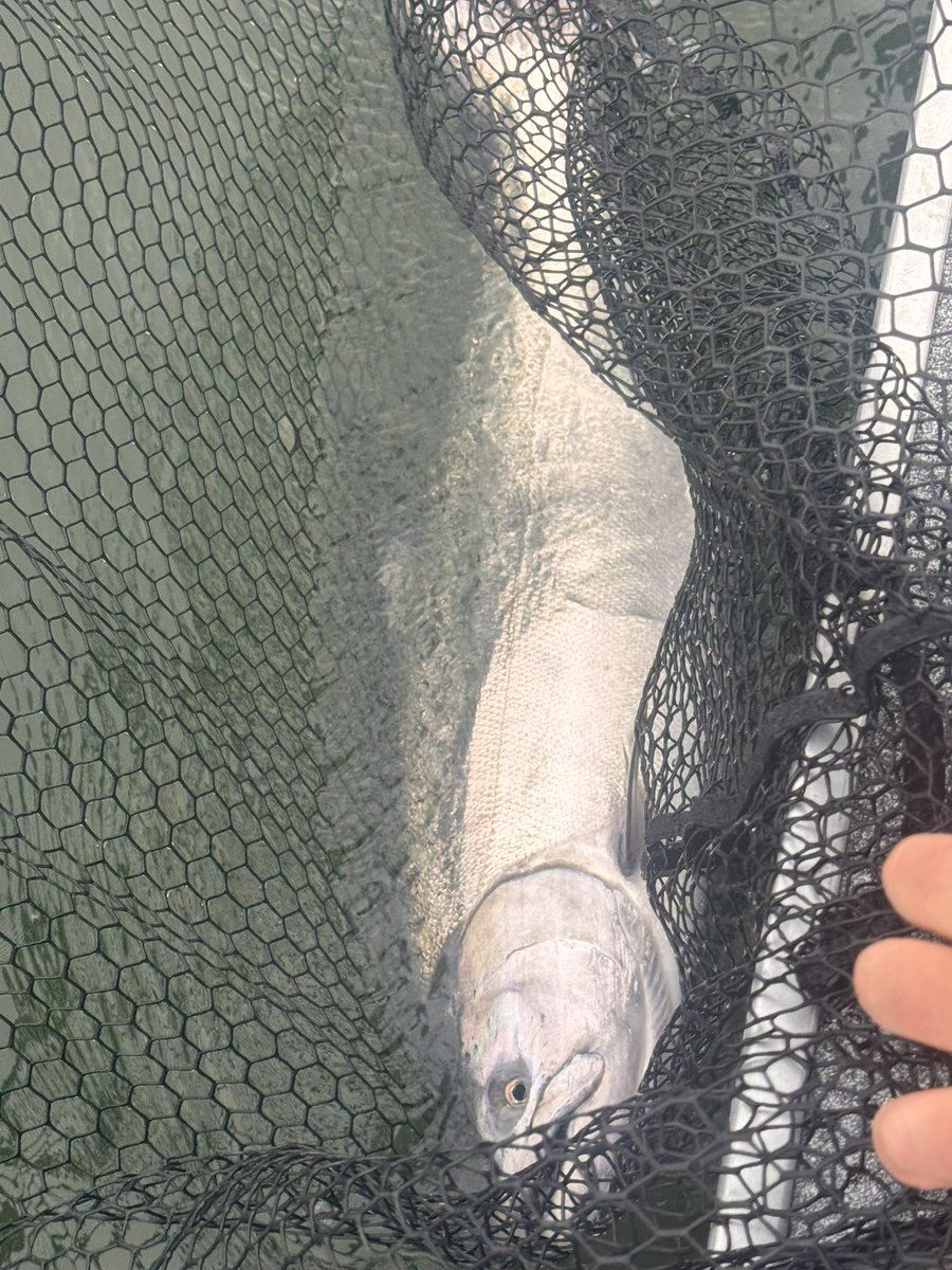 WAHomesRE's tweet photo. Spent the morning fishing for sockeye on Columbia. Epic day with no wind and perfect tide. We didn’t get any sockeye to the boat, but managed 4 wild steelhead and a wild chinook. 

Things aren’t looking good for the sockeye run, but the steelhead run is off to a great start. 

Anchored up off Batchelor Island fishing coon shrimp with smile blades, 11 FOW.