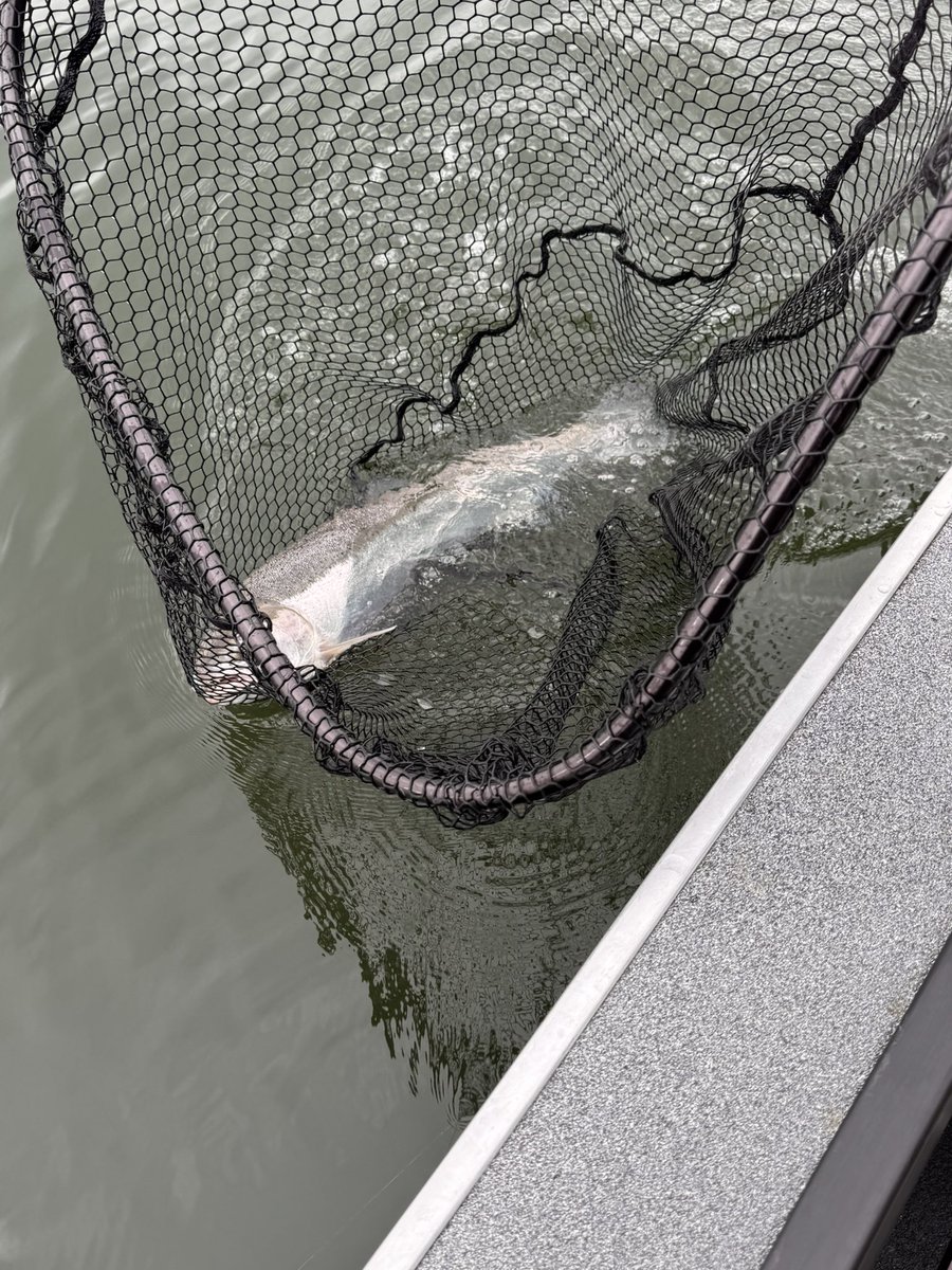 WAHomesRE's tweet photo. Spent the morning fishing for sockeye on Columbia. Epic day with no wind and perfect tide. We didn’t get any sockeye to the boat, but managed 4 wild steelhead and a wild chinook. 

Things aren’t looking good for the sockeye run, but the steelhead run is off to a great start. 

Anchored up off Batchelor Island fishing coon shrimp with smile blades, 11 FOW.
