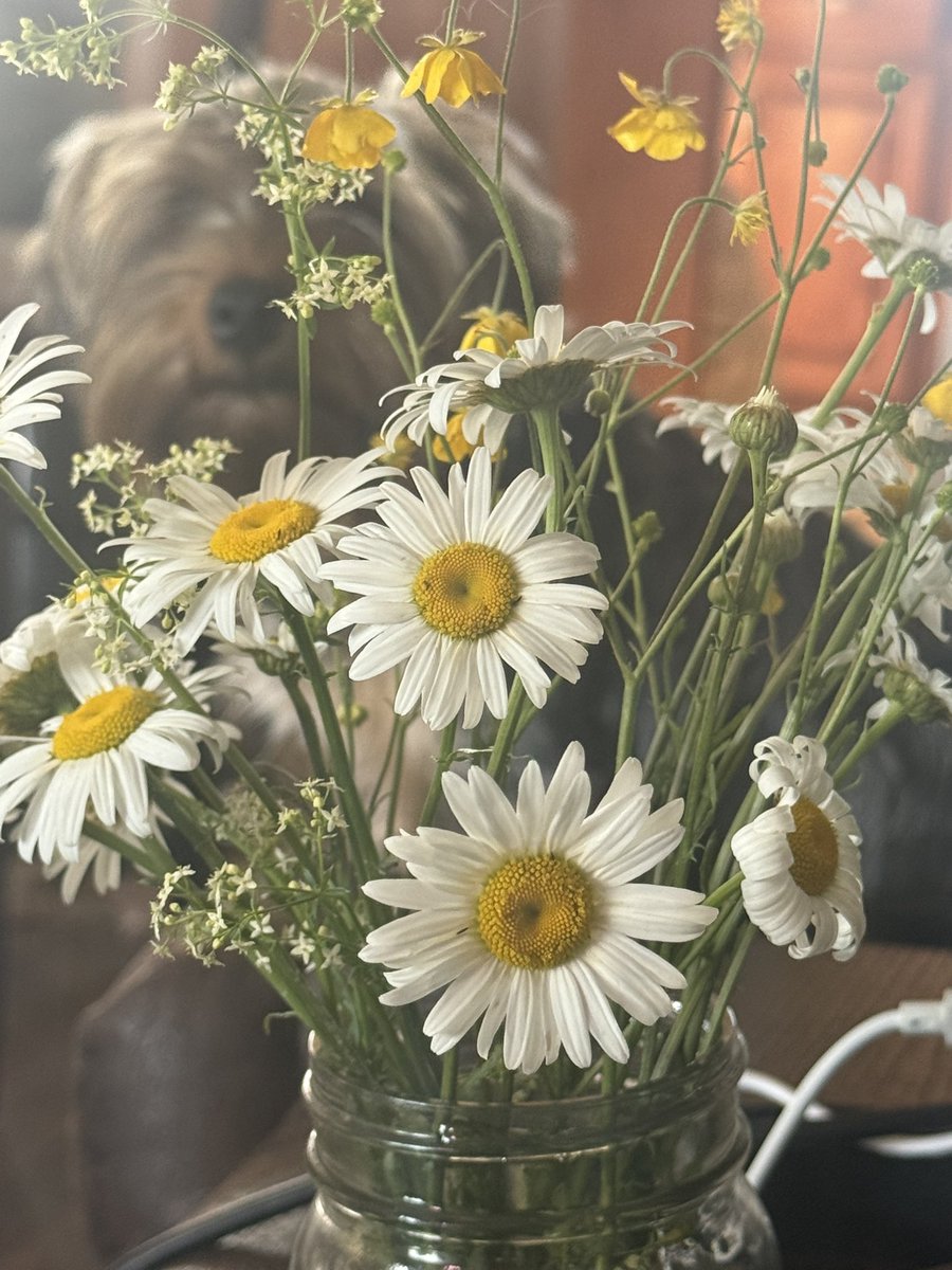 Moonlight (@starsmoonlight6) on Twitter photo Brody brought me my favorite flowers from the farm fields (daisies) Brody brought me my favorite flowers from the farm fields (daisies)