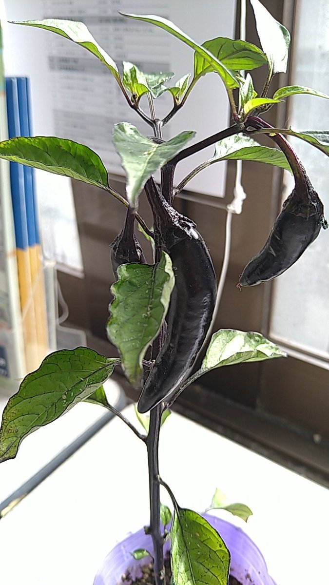 Natsuwa4's tweet photo. ミルク買う
店で見かけた
変なやつ
紫ポットに
黒色映える
　
I saw an unusual plant at the shop where I buy milk every morning.
Planted in a purple pot and it's black colour shows.
　
#TankaModoki.
#peppers.
#Jalapeno.
#短歌モドキ
#トウガラシ
#ハラペーニョ https://t.co/FQ8tQx6HJw