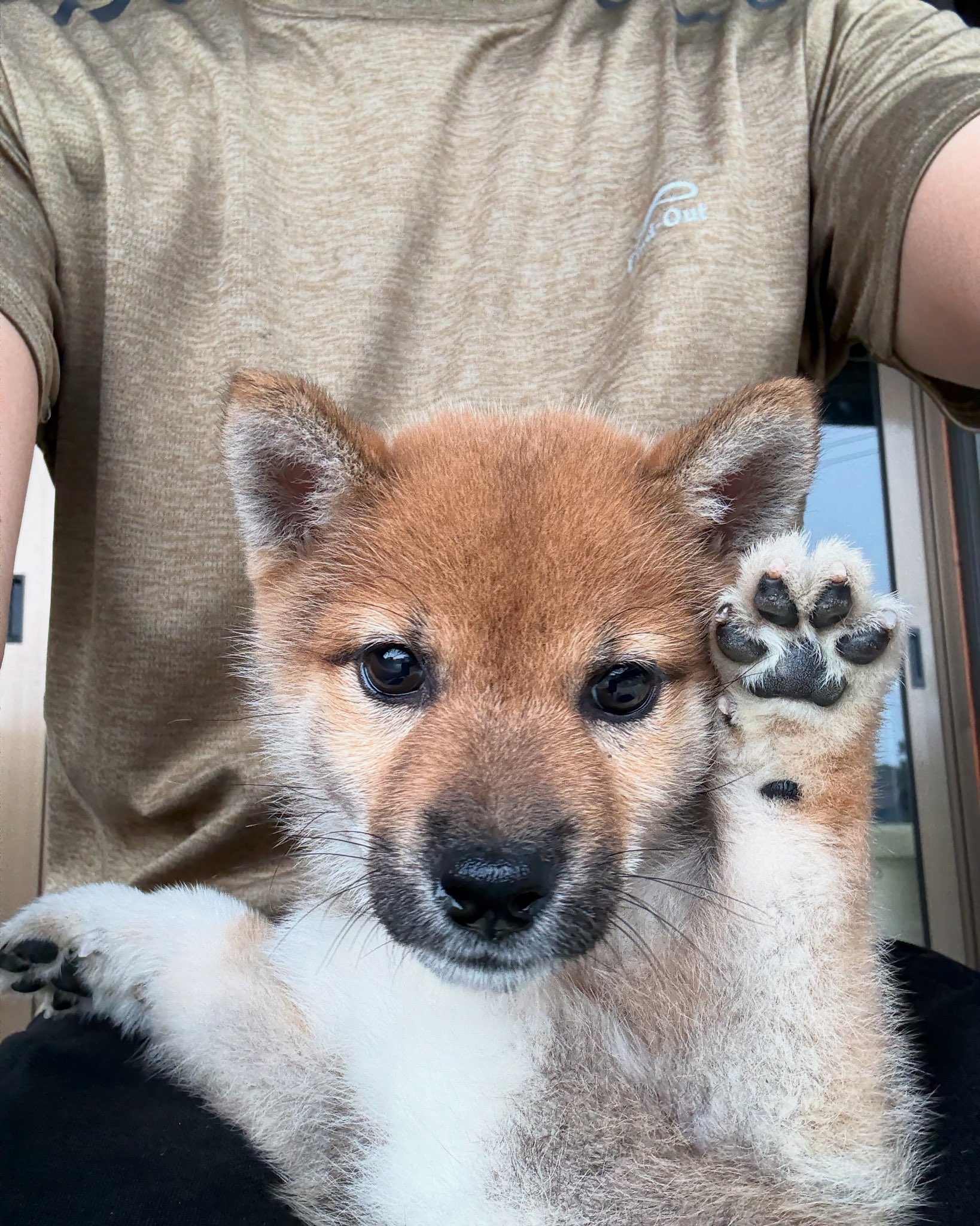 秋田犬・柴犬ブリーダー茨城宿犬舎 on X: 