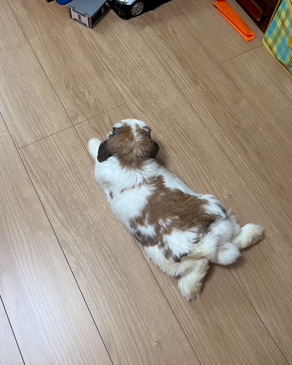 朝からゆったりニュース見てる