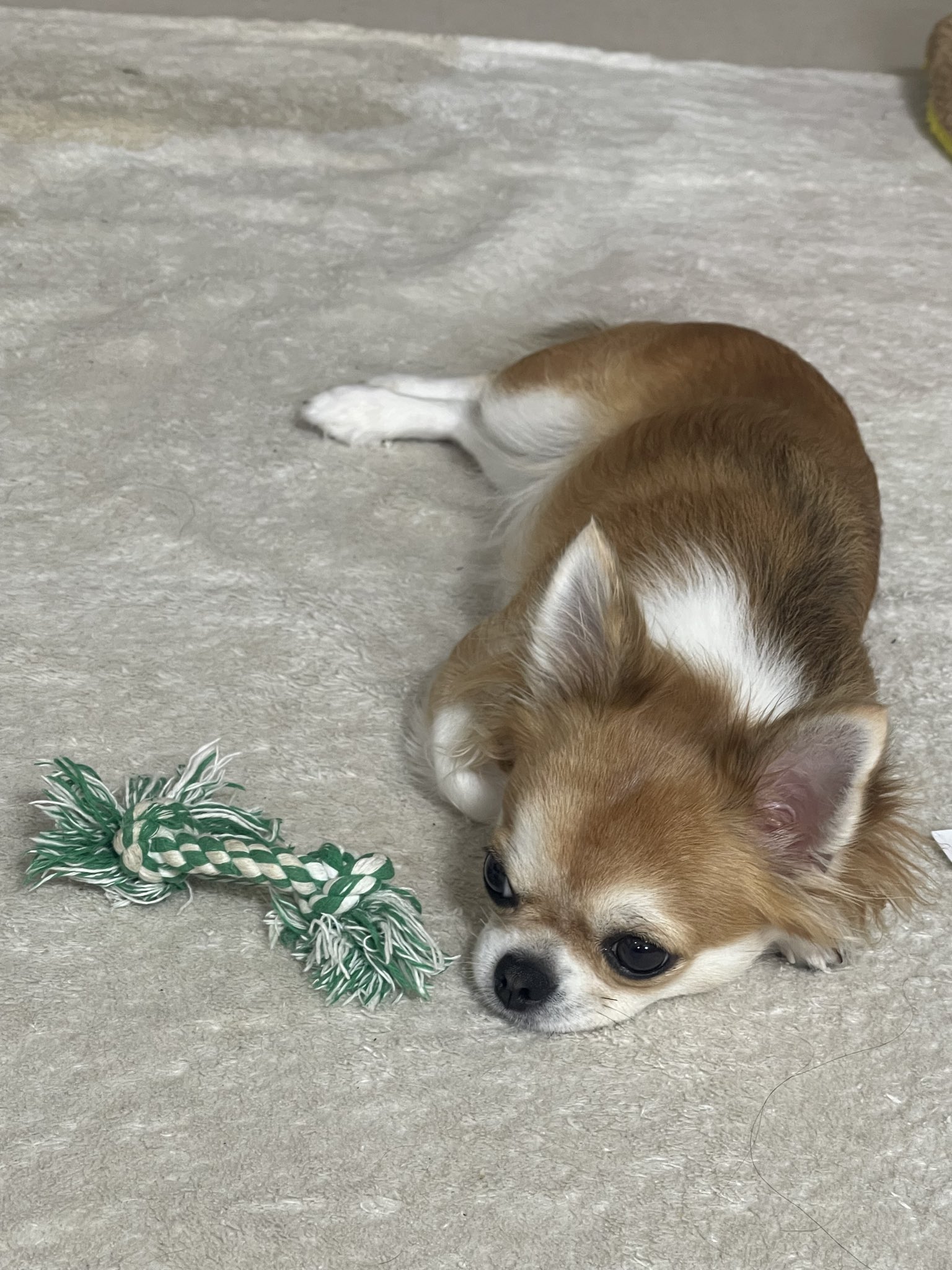 チワワのララちゃん