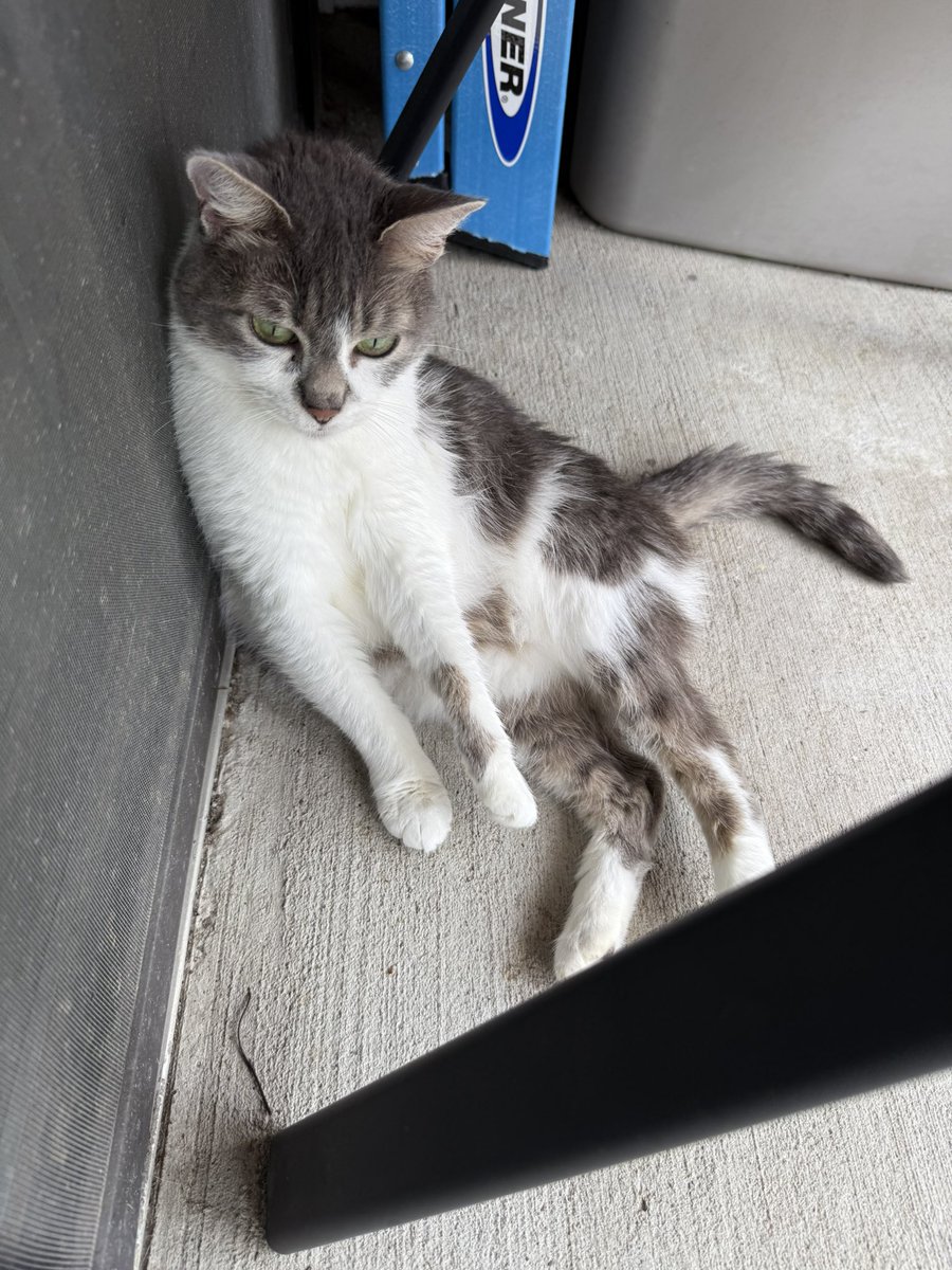 Me when he says I can’t have pizza for dinner…