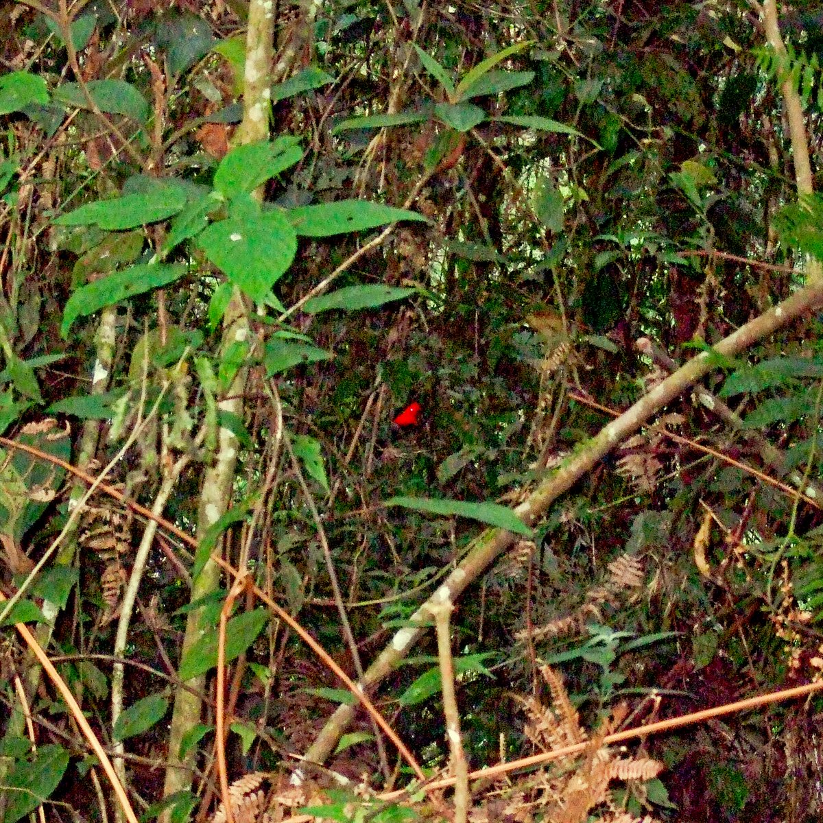 thetouchofsound's tweet photo. We are excited to announce the release of a new nature sound recording single from Peru, now available on all streaming platforms
Location/Sound: Cock of the Rock - Manu National Park, Peru #weeklydestination
Listen on Apple Music, Stream on Spotify, Explore more on our website https://t.co/fq426BgDFt