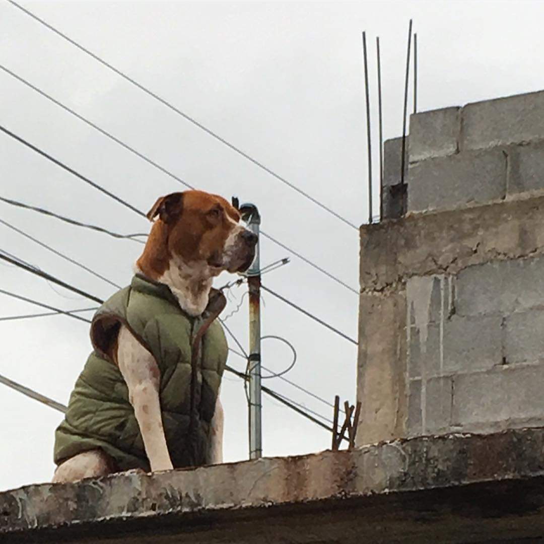 -Yo: Que habrá pasado de mi campera...

-El perro de mi ex: