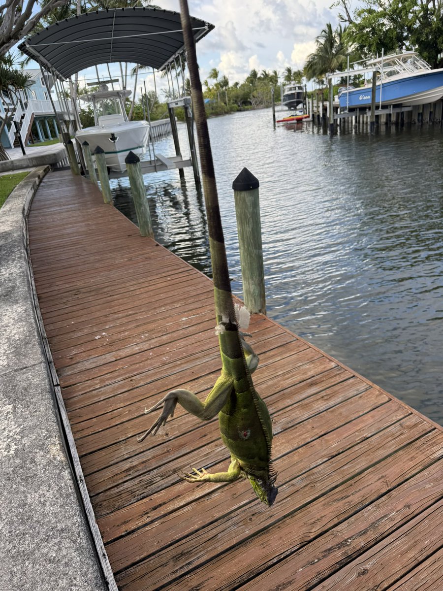 Got the dock shitter.