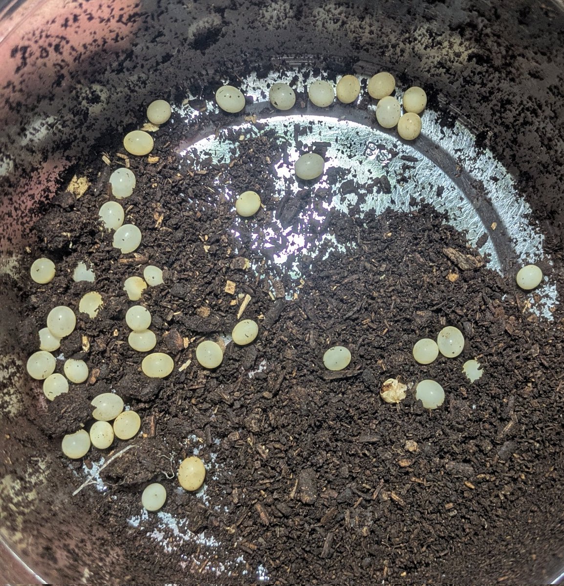 仲間からこのカブトの卵と幼虫を大量に送ってもろた♪
大型カブトの卵って、発送しても何ら問題無く孵化します。まぁ、やるのは仲間内だけの方が良さそうだけど🥹