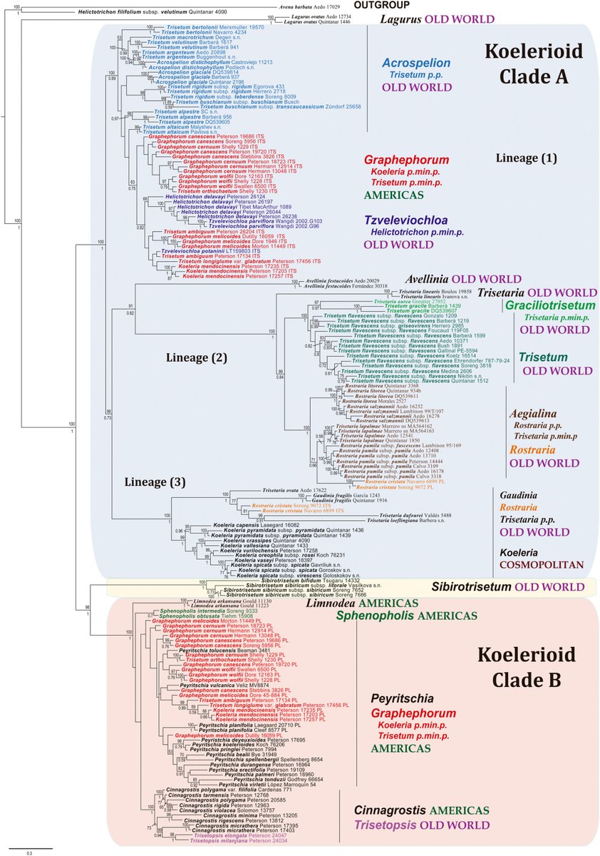 JournalSysEvo's tweet image. Is the grass *always* greener on the other side?
Maybe Barberá et al. know! They certainly know a lot about #phylogenetics and #reticulation among koelerioid clades. Don't miss this fascinating study published in #JSE!
doi.org/10.1111/jse.13… @WileyEcolEvol #PlantSci #evolution