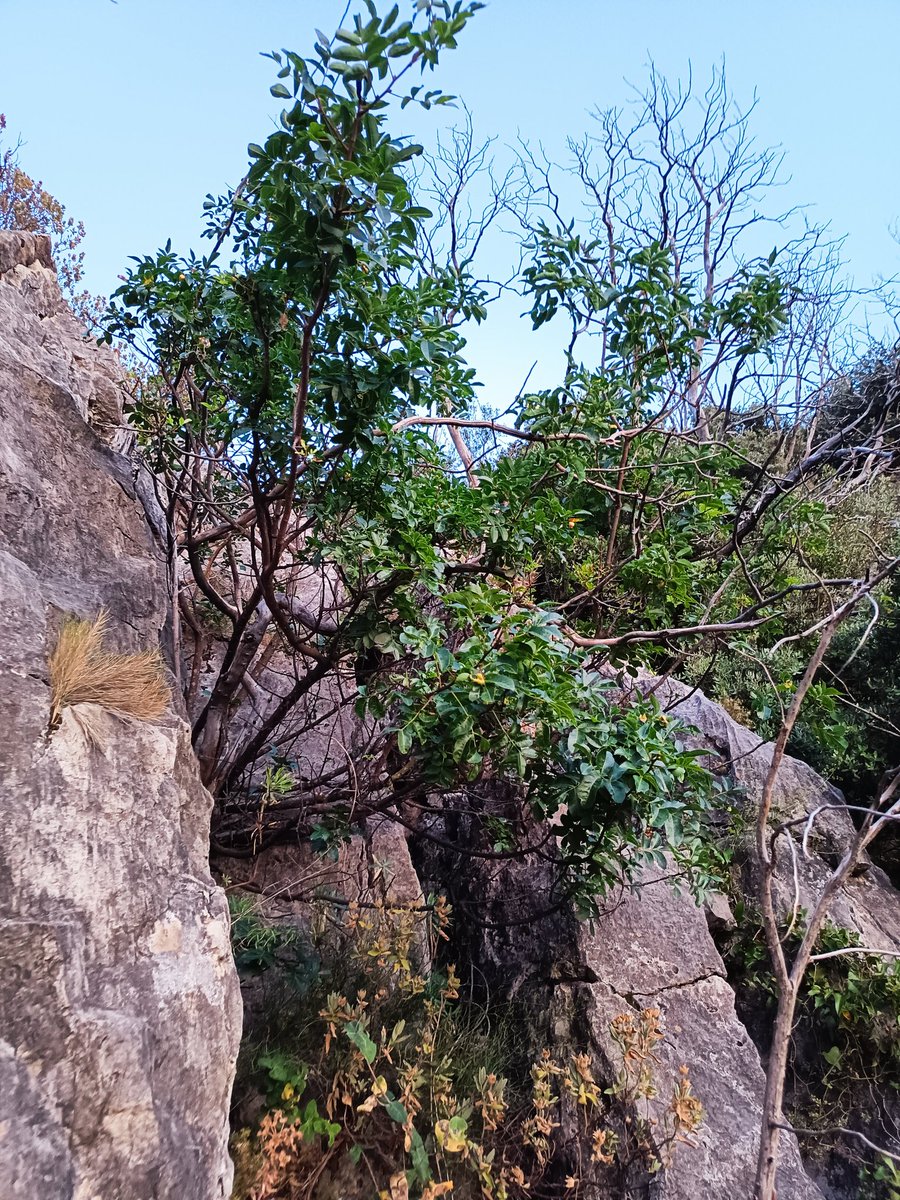 Hardacho's tweet photo. Visita al Alto de Yuste y barranco de Pedregós, dos incendios en 10 anos que no han hecho mella en su gran biodiversidad @GVAMediAmbient #Jerica @ertiodelatiza @XeviBolumar https://t.co/Q3BZcbxGIU