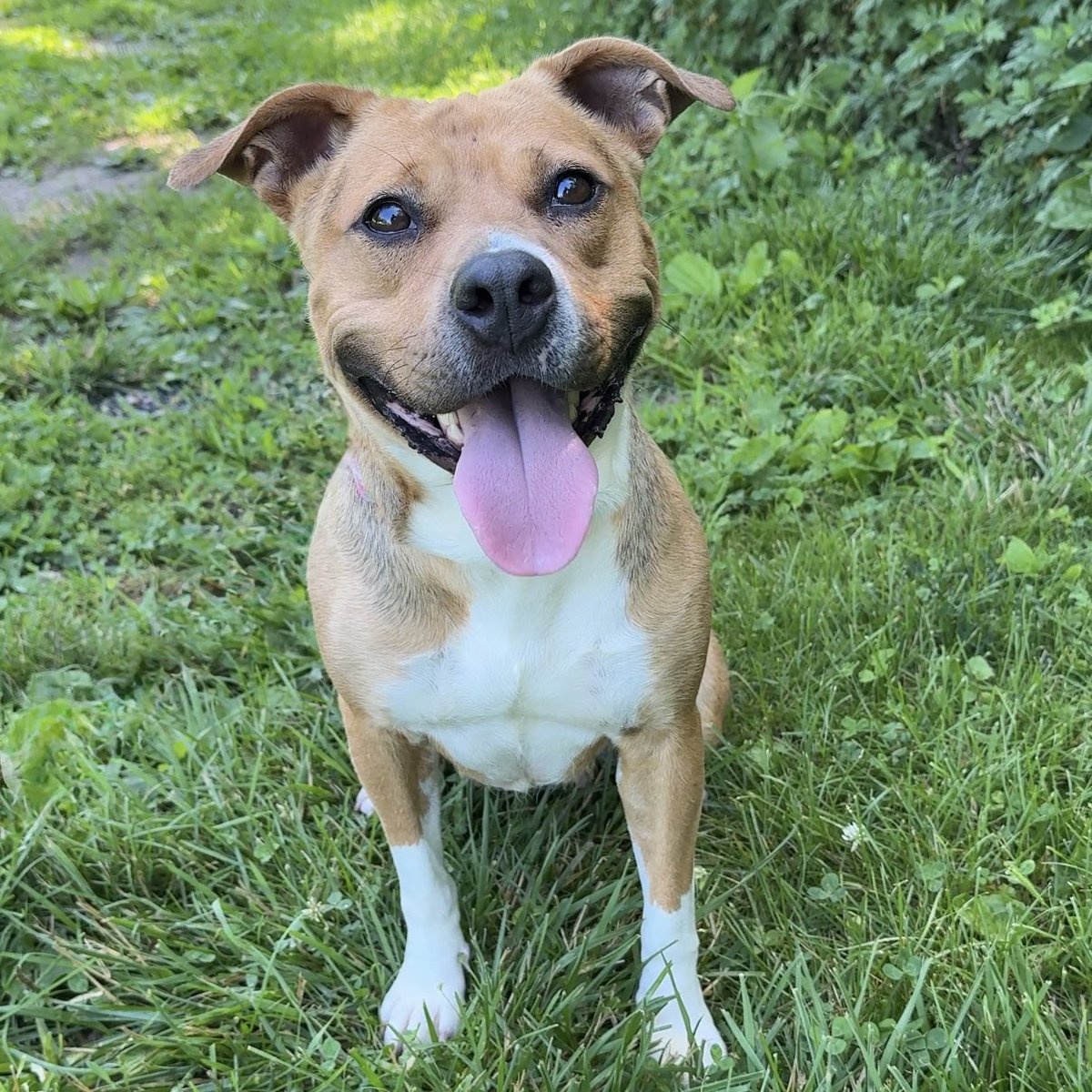 HomewardPetsNJ's tweet image. How pretty is Roxy Lynn? This two year old beauty loves snuggling, is great on leash, loves snacks and would be a great companion and sidekick!
📍 Blackwood, NJ
