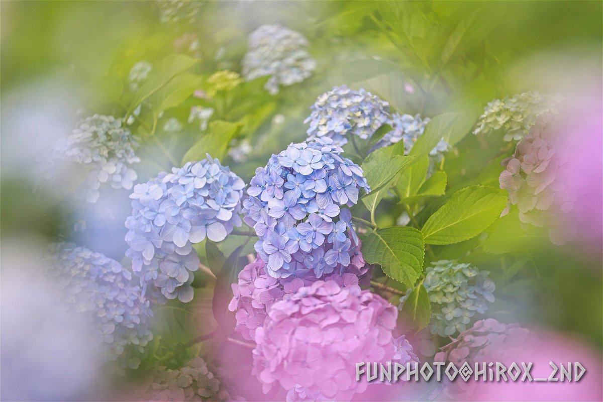 レンズフィルター「センタースポット」を十数年ぶりに使ってみました
久しぶりに使ってみると「え！こんなに難しかった？」と結構苦戦しました😅

#紫陽花
#花の写真
#TLを花でいっぱいにしよう
#センタースポット
#FunPhoto