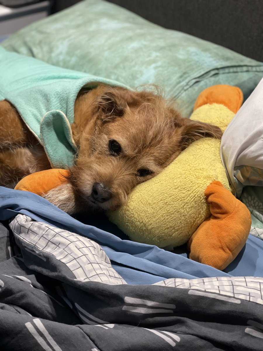 Hope I didn’t miss anyone in my Fank yous. Am all worn out now. So many Happy Birfdays. I feel so loved. Time now for another nap. 🥰 #ZSHQ