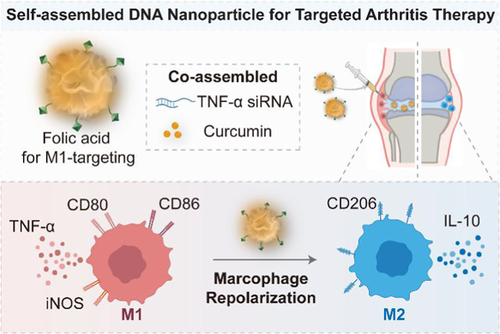 Self-Assembled Multifunctional DNA Nanoparticles for Targeted Rheumatoid Arthritis Therapy chinesechemsoc.org/doi/10.31635/c… 

#chemistry #openaccess #science #chemtwitter