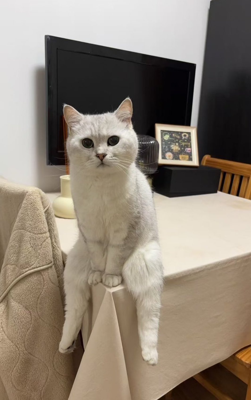 SHICHITA 猫 猫好き - 【スマートギフト】- プレゼント＆ギフト