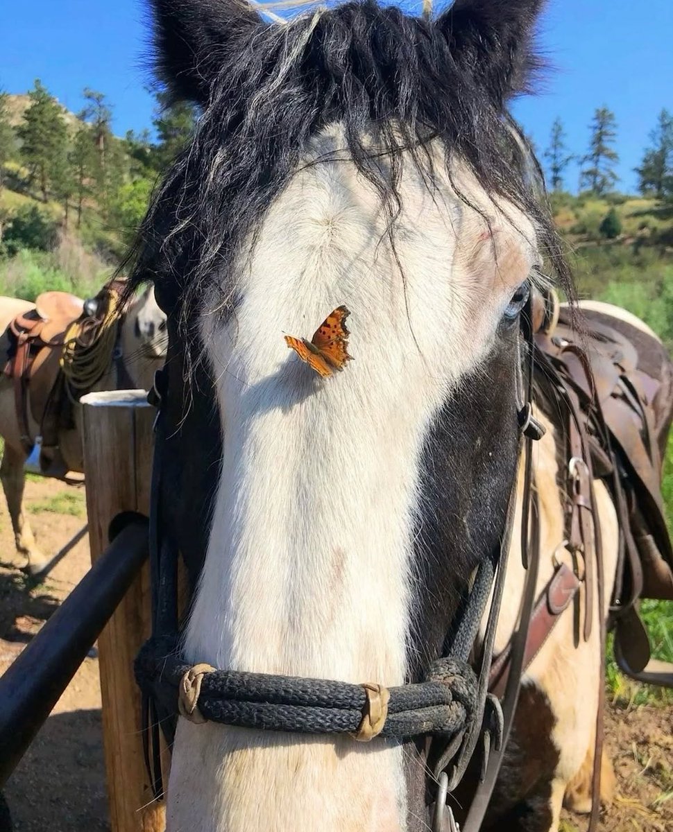 horse with beautiful butterfly on its face gorgeous visitor and newfound friend