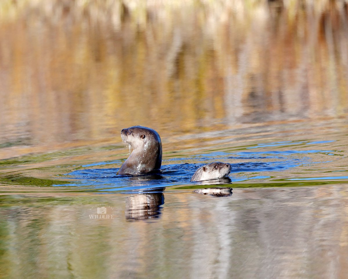 Unconditional Wildlife tweet media