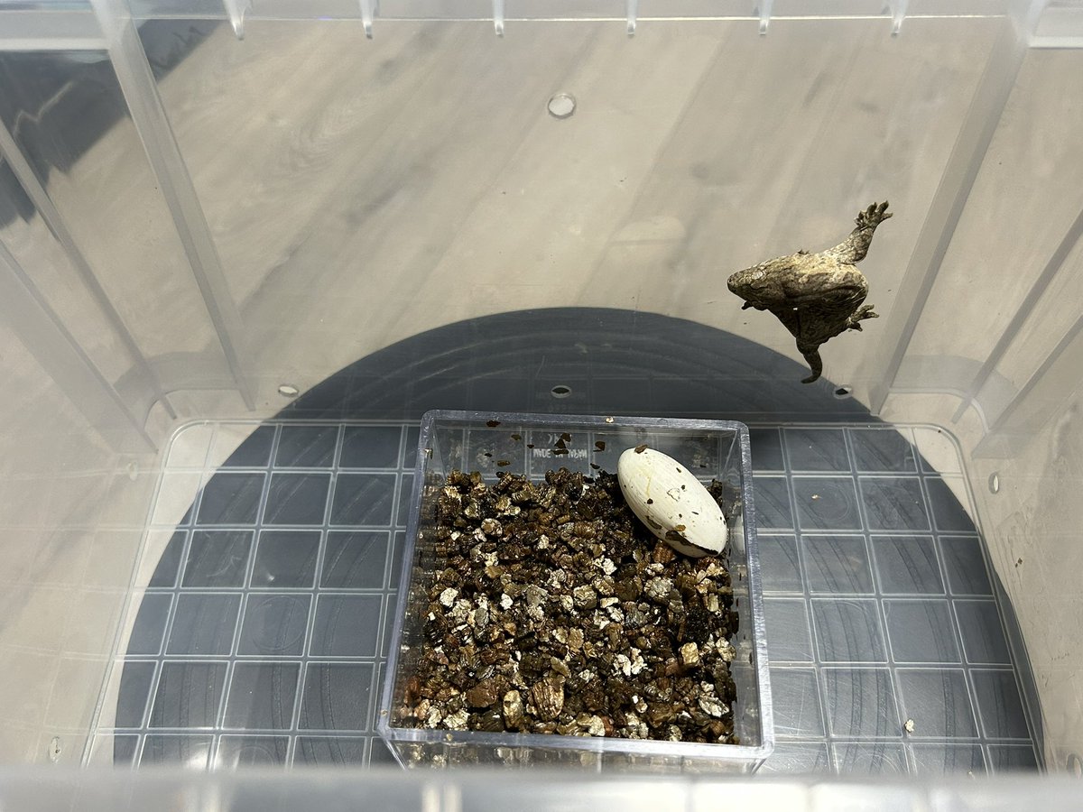 Galaxy_Geckos's tweet photo. かわいいのが出てきました！
ヤテ(Bubba x F.F) TSD♂
Laid:2025.04.11
Hatch:2025.06.25

本日より販売の受付を開始致します。
¥350,000-
この血統のベビーの価格としてはかなりの破格だと思います。お早めにどうぞ！

#ジャイゲコ
#ヤテ
#販売中 https://t.co/BTfkF01WVs