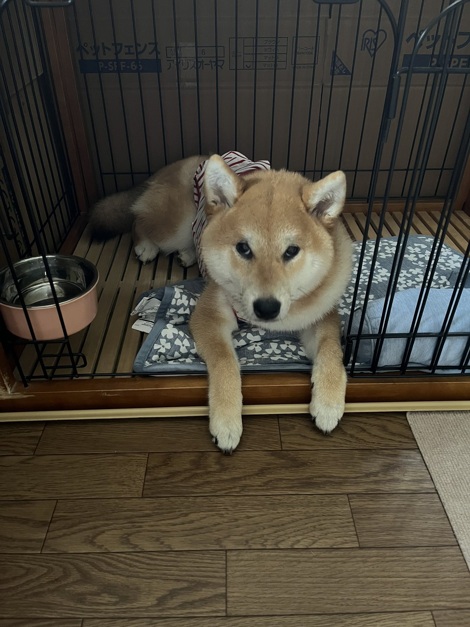 お見舞い 柴犬こめ0歳 on X:  ぬいぐるみ