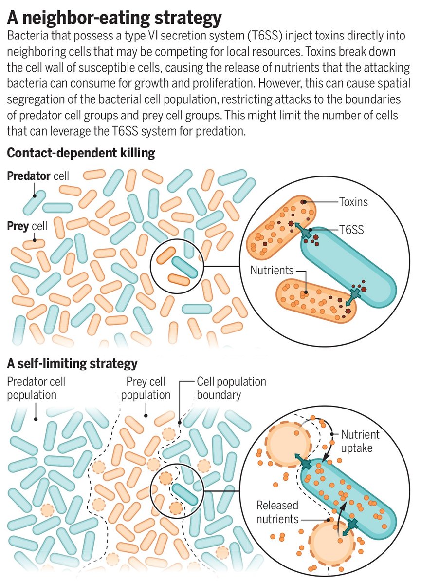 Bacteria leverage a secretion system to kill and scavenge nutrients from nearby competitors.

Learn more in a new #SciencePerspective: scim.ag/4kLSd60