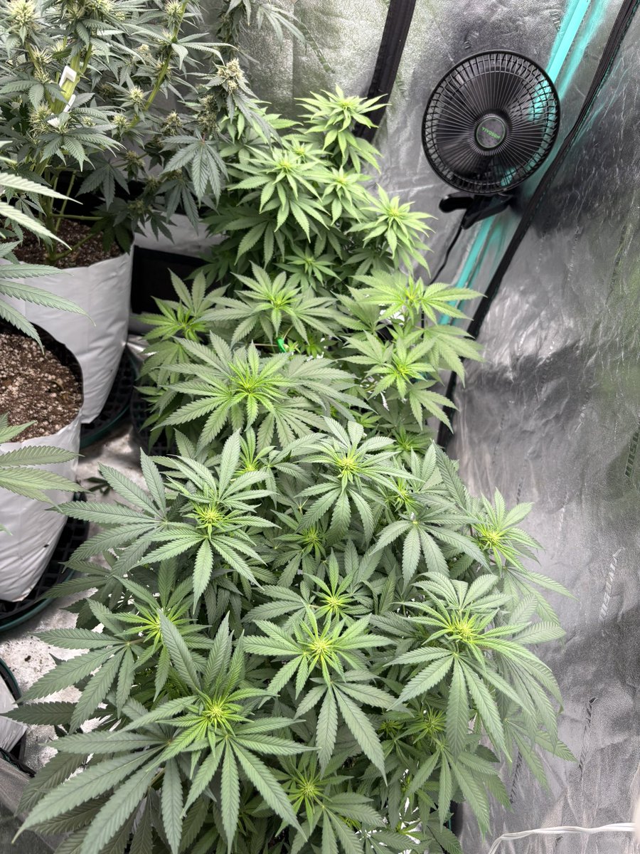 HotPinkHyena's tweet image. You wasn’t with me shooting in the gym

The gym:

#teamhomegrow #practicemakesperfect #growcannabis #striptease #growingweed #almost3weeks #highthoughts #ganja #lowstresstraining #lst