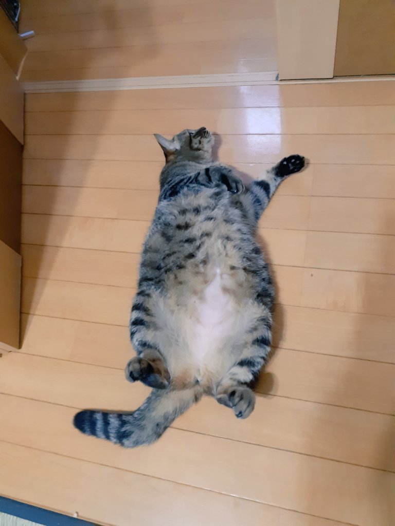 おはようございます
夏の朝の風物詩
朝トド
さて、昨日の分も本日頑張ります！