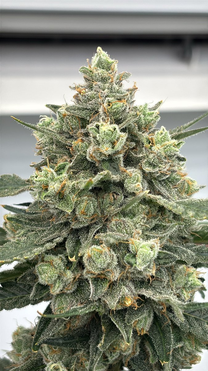 Raw Direct (@rawdirect_) on Twitter photo Banana Zikigai/Saba Banana🍌 ⛩️🌈 clone release is coming! Exclusively at Project Banana on 7/16! (Zikigai x Banana Meltshake) ticket link is now live
👇👇
eventbrite.com/e/project-bana…
<a href="/Raw_Genetics_/">Raw Genetics</a>
<a href="/WCCcanna/">West Coast Connoisseurs</a>
<a href="/ronin_seeds/">Roninseeds</a>
<a href="/pure_melt/">Pure Melt</a>
<a href="/B_Eazyllc/">B Eazy CEO</a>
<a href="/DripHydroFYF/">Drip Hydro</a>
<a href="/lakushklinic/">kushklinic</a> Banana Zikigai/Saba Banana🍌 ⛩️🌈 clone release is coming! Exclusively at Project Banana on 7/16! (Zikigai x Banana Meltshake) ticket link is now live
👇👇
eventbrite.com/e/project-bana…
<a href="/Raw_Genetics_/">Raw Genetics</a>
<a href="/WCCcanna/">West Coast Connoisseurs</a>
<a href="/ronin_seeds/">Roninseeds</a>
<a href="/pure_melt/">Pure Melt</a>
<a href="/B_Eazyllc/">B Eazy CEO</a>
<a href="/DripHydroFYF/">Drip Hydro</a>
<a href="/lakushklinic/">kushklinic</a>