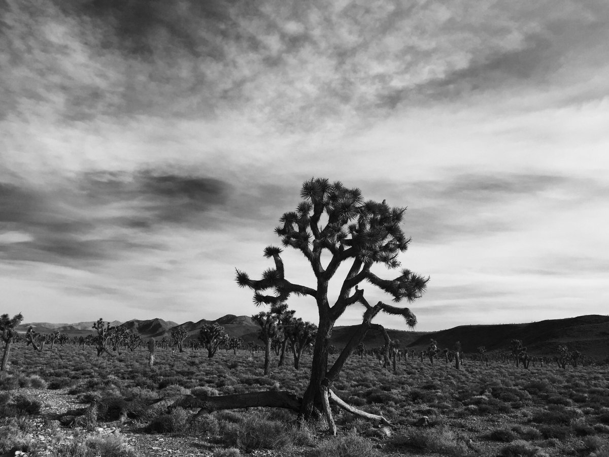 Back in the desert again with my Fellow Gars, in a “Wild Kingdom” of Joshua trees.

#photography #bwphotography #photosbyross #joshuatree #desert