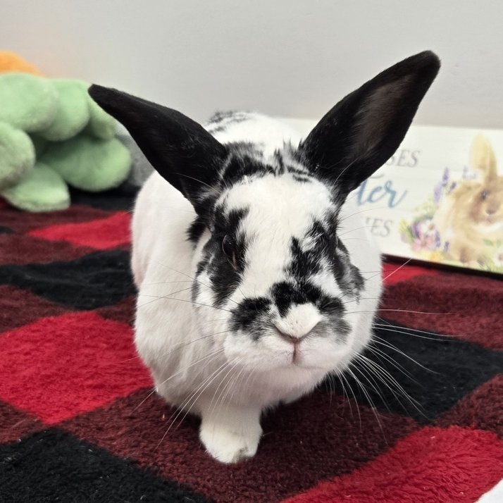 RabbitNetwork's tweet image. Poor Paloma was found living in her home alone after her owner died. Despite this tragedy, she's a sweet #bunny! ♥️ She's understandably shy at first, but she has a loving soul. Paloma will need an owner willing to give her time and affection. Learn more: wagtopia.com/search/pet?id=…
