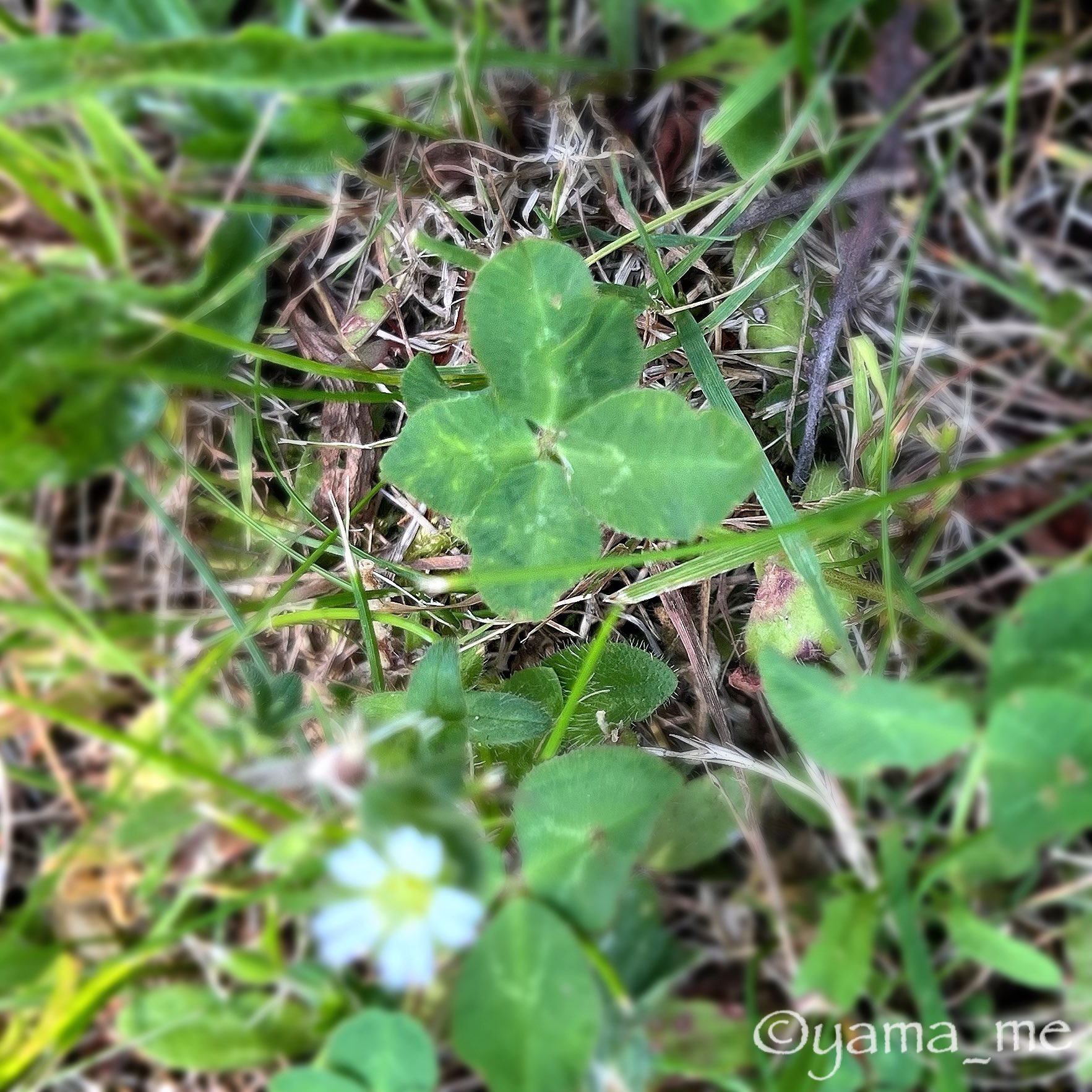 FOURLEAFCLOVER - Search / X
