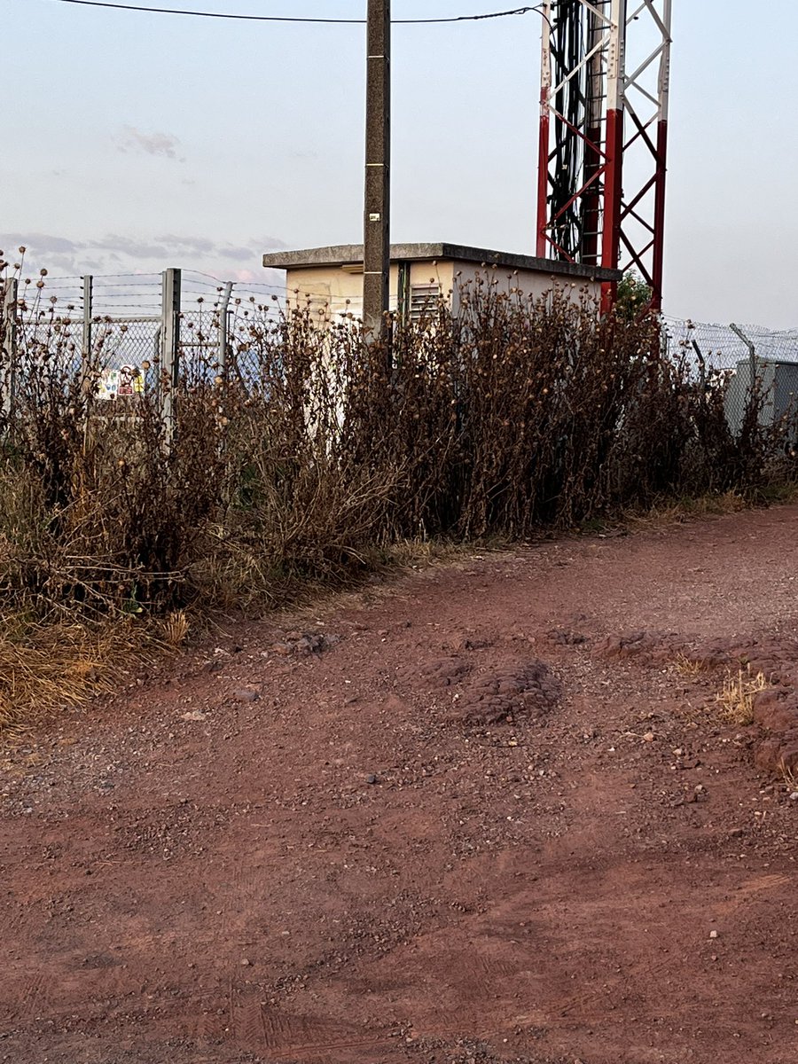 AlberolaMarta's tweet photo. @AjSantFruitos 
El cami que va del nucli del poble fins les Oliveres, té les herbes molt altes i seques i s’hauria de desbroçar
Sabeu quan està previst que es faci?
Amb les temperatures tant altes i la manca d’aigua això es pòlvora en cas d’IF. https://t.co/nKLaCa2sOt