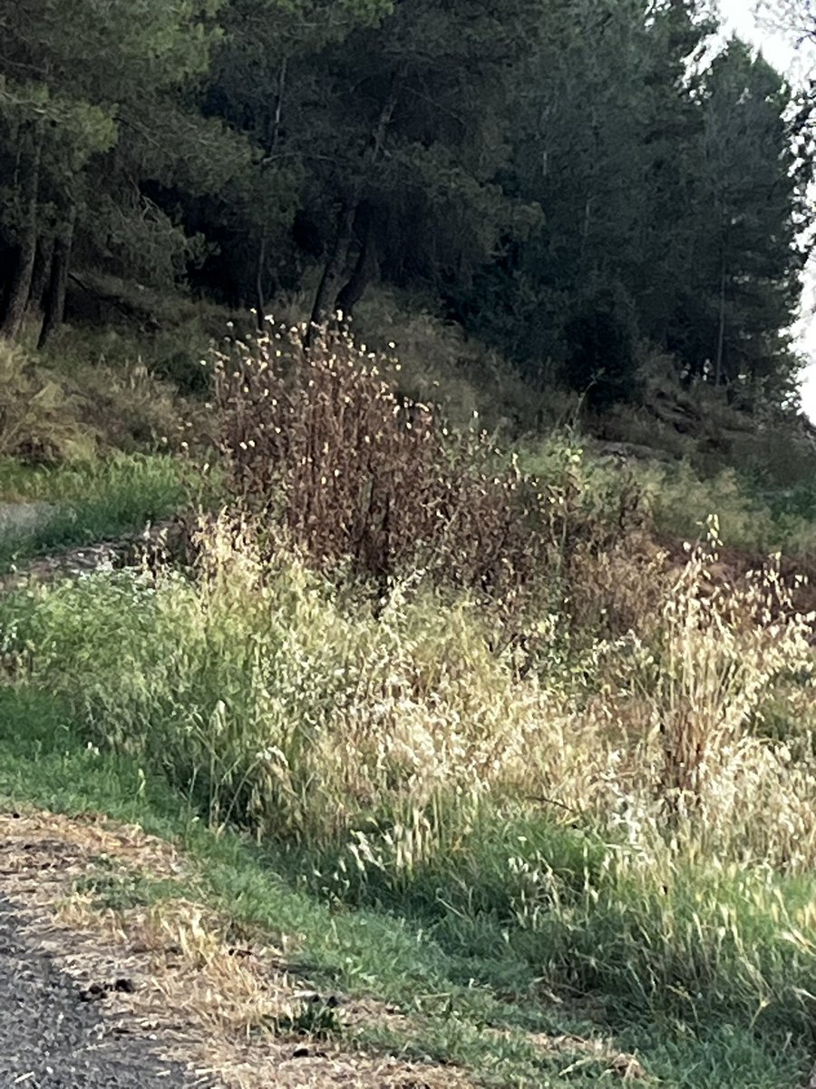 AlberolaMarta's tweet photo. @AjSantFruitos 
El cami que va del nucli del poble fins les Oliveres, té les herbes molt altes i seques i s’hauria de desbroçar
Sabeu quan està previst que es faci?
Amb les temperatures tant altes i la manca d’aigua això es pòlvora en cas d’IF. https://t.co/nKLaCa2sOt