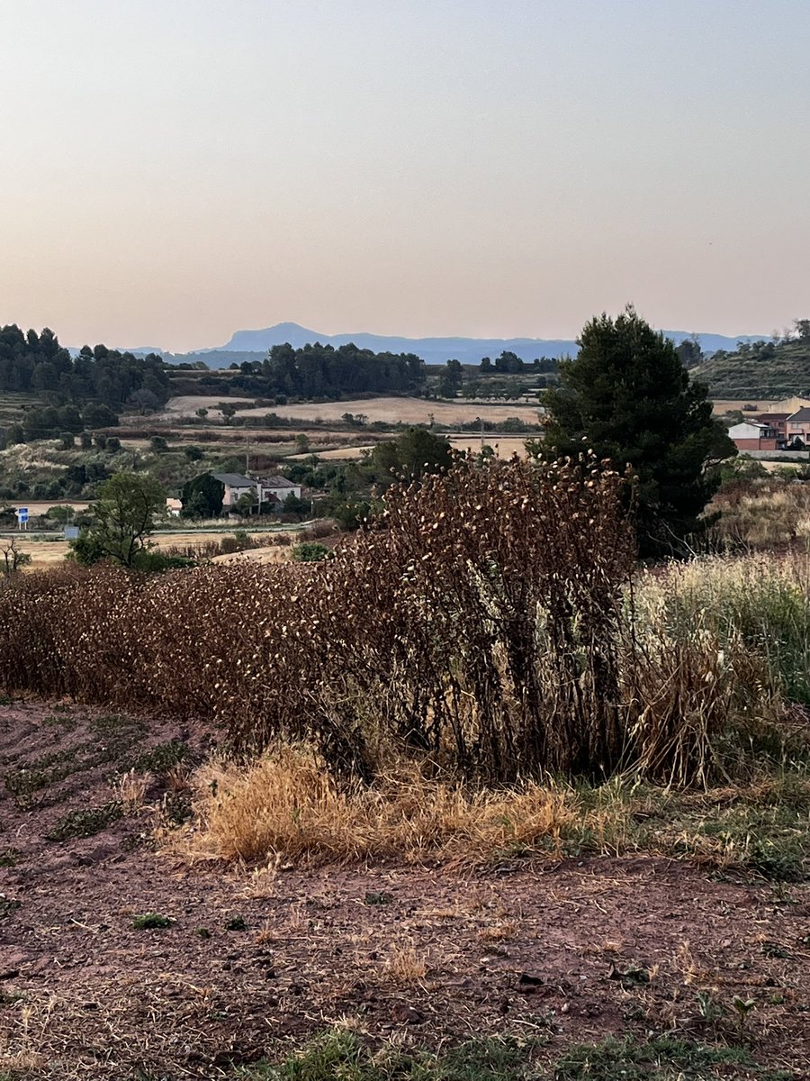 AlberolaMarta's tweet photo. @AjSantFruitos 
El cami que va del nucli del poble fins les Oliveres, té les herbes molt altes i seques i s’hauria de desbroçar
Sabeu quan està previst que es faci?
Amb les temperatures tant altes i la manca d’aigua això es pòlvora en cas d’IF. https://t.co/nKLaCa2sOt