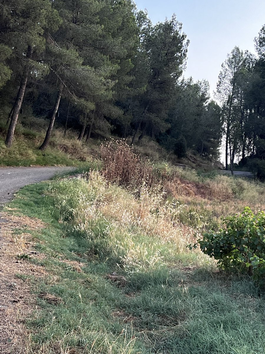 AlberolaMarta's tweet photo. @AjSantFruitos 
El cami que va del nucli del poble fins les Oliveres, té les herbes molt altes i seques i s’hauria de desbroçar
Sabeu quan està previst que es faci?
Amb les temperatures tant altes i la manca d’aigua això es pòlvora en cas d’IF. https://t.co/nKLaCa2sOt
