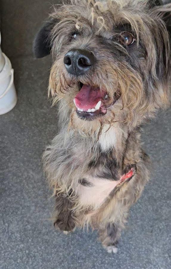 ProDogRomania tweet media