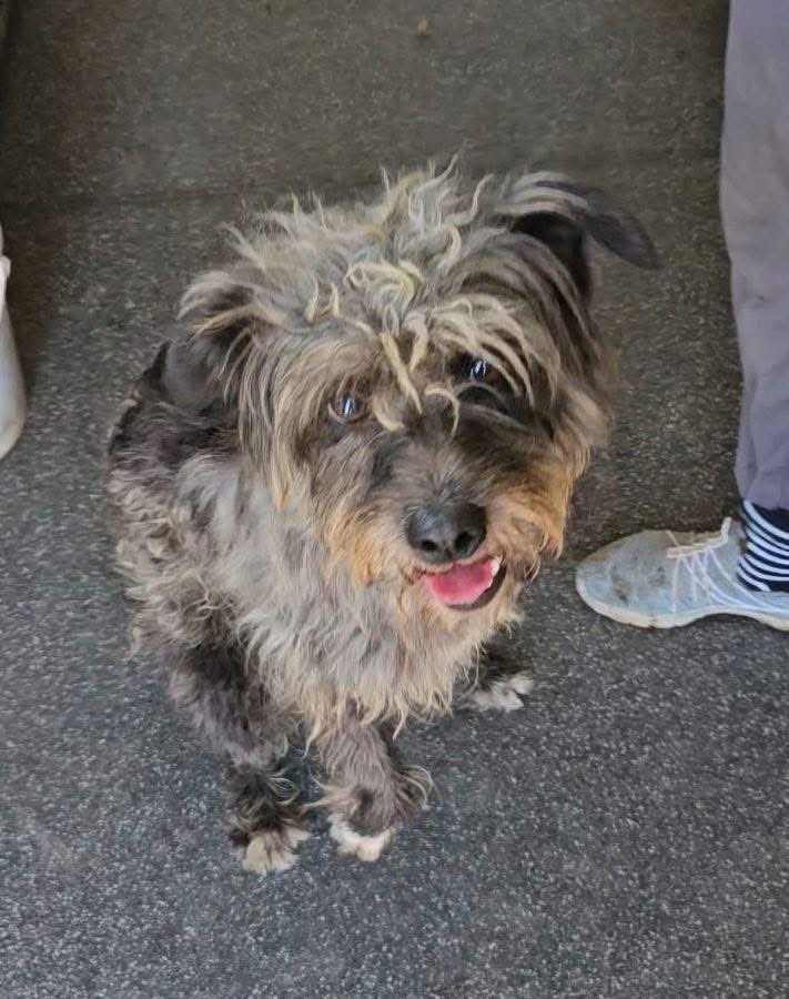 ProDogRomania (@prodogromania) on Twitter photo Handicap Hund und Sonnenschein. ☀️
KRÜMEL ist ein Schatz! Er ist nun im Freilauf und hat sich von seinem Klinikaufenthalt gut erholt. Er ist sehr menschenbezogen, verschmust und rundum lieb.
Alle Infos:
prodogromania.de/alle-hunde/kru…
❤️ Anfragen an info@prodogromania.de Handicap Hund und Sonnenschein. ☀️
KRÜMEL ist ein Schatz! Er ist nun im Freilauf und hat sich von seinem Klinikaufenthalt gut erholt. Er ist sehr menschenbezogen, verschmust und rundum lieb.
Alle Infos:
prodogromania.de/alle-hunde/kru…
❤️ Anfragen an info@prodogromania.de