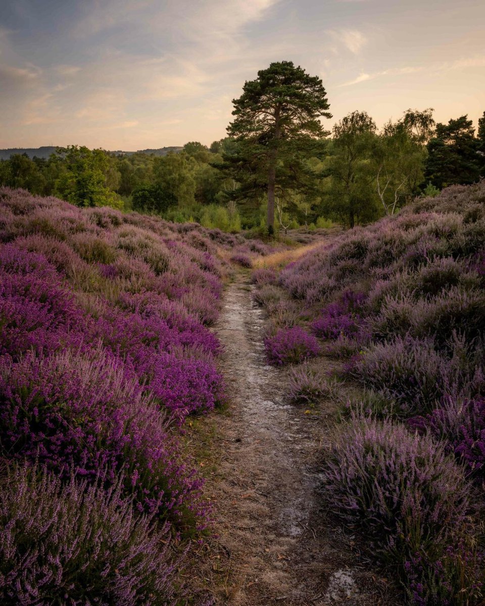 Counting down the days before puffy purple clouds emerge on the heaths.

📷 Piers Fearick 
📍 Duncton Common